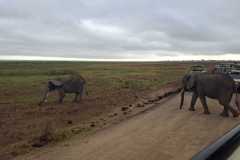 Elephants-Crosssing-Road-Amboseli-Mamis