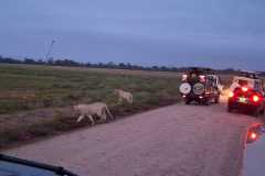 Lions-Game-Drives-Mamis