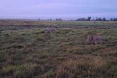 Lions-Spotting-Amboseli-Mamis