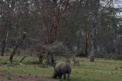 Rhino-Conservancy-Mamis-Tours