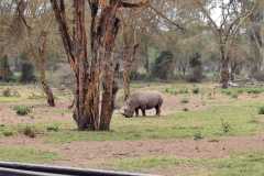 Rhino-Ol-pejeta-Kenya-Tours