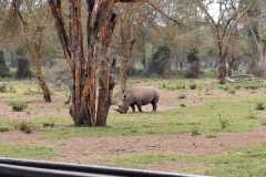Rhino-Tours-Ol-Pejeta