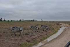 Zebra-Park-Safari-Mamis