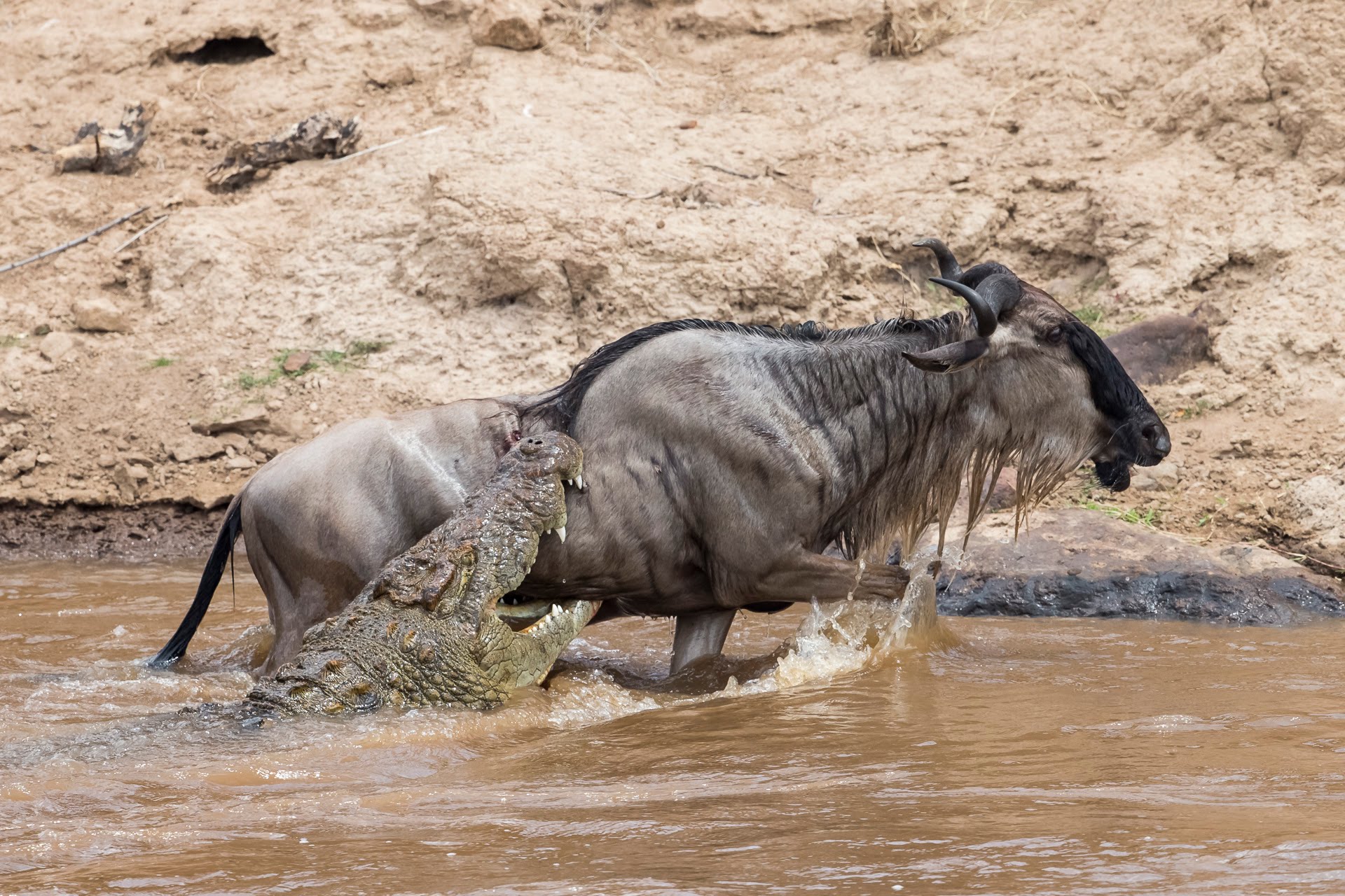 Wildebeest being attacked by crocodile while crossing Mara River
