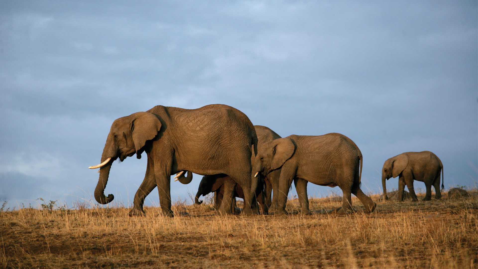 2 Days Tsavo East Safari